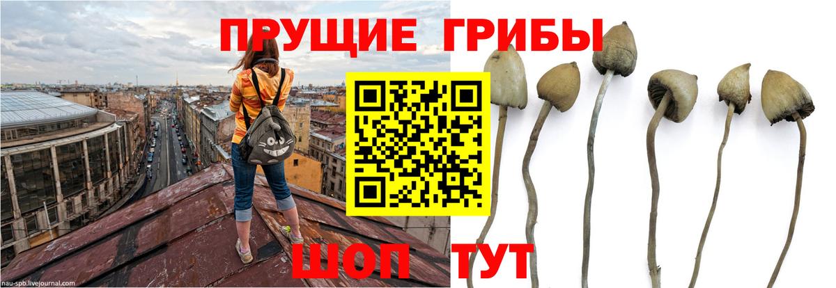 Галлюциногенные грибы Psilocybe Волгодонск